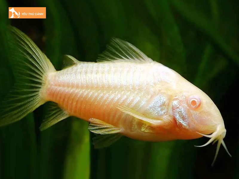 Ca-chuot-trang-albino-la-ca-gi-thucanh