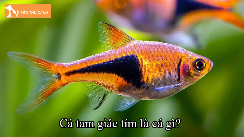 Cá tam giác tím là cá gì? Tất tần tật về loài cá này