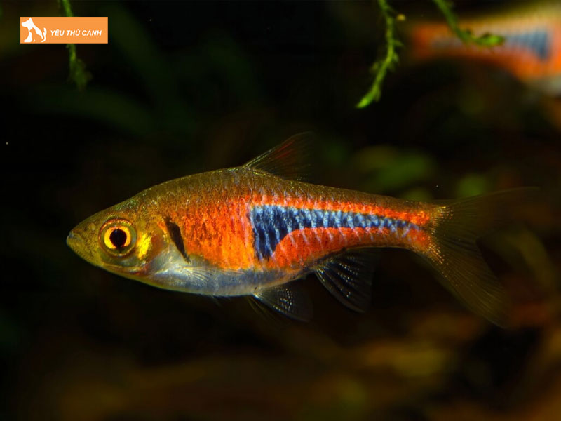 Ca-tam-giac-tim-la-gi-thucanh