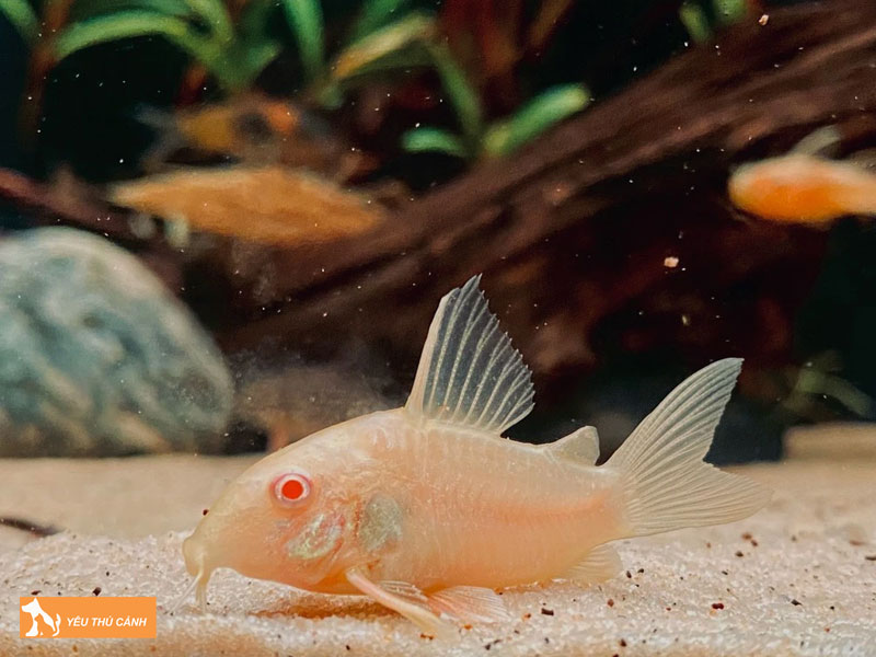 Cac-luu-y-khi-nuoi-ca-chuot-trang-albino-thucanh