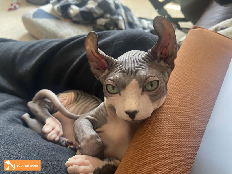 Cach-cham-soc-meo-elf-giup-meo-khoe-manh-vui-ve-1-thucanh