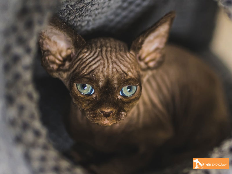 Cach-cham-soc-meo-elf-giup-meo-khoe-manh-vui-ve-thucanh