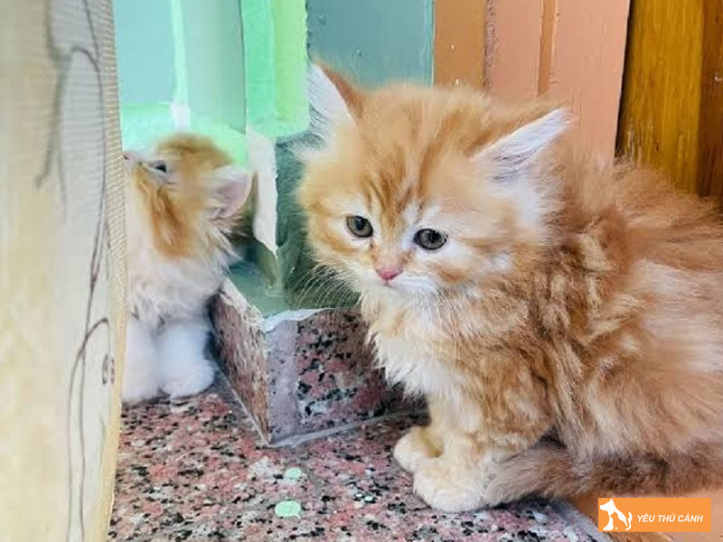 Cach-cham-soc-meo-kashmir-dung-chuan-1-thucanh