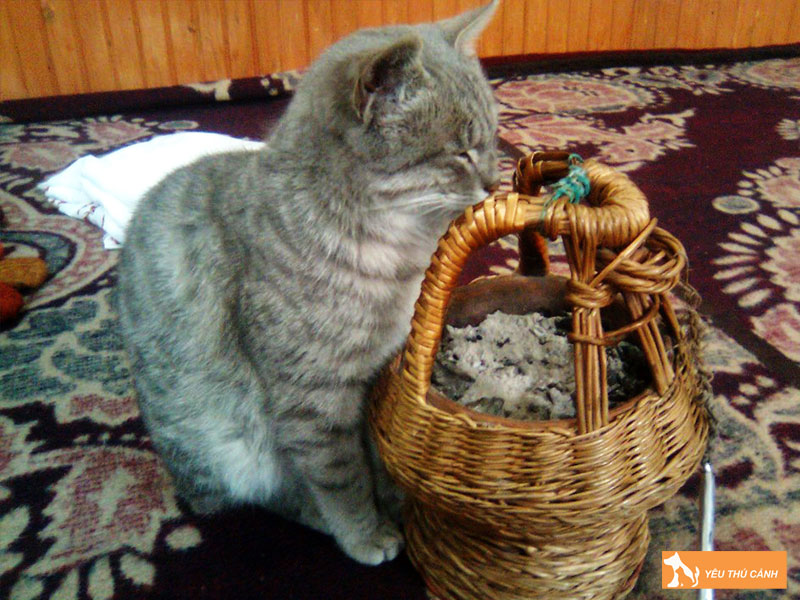 Cach-cham-soc-meo-kashmir-dung-chuan-thucanh