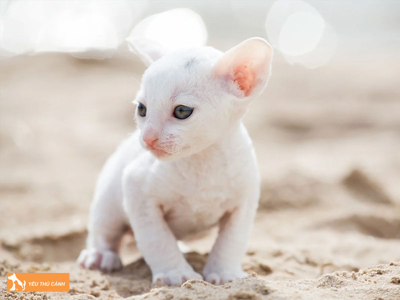 Cach-nuoi-meo-cornish-rex-chuan-tu-a-z-1-thucanh