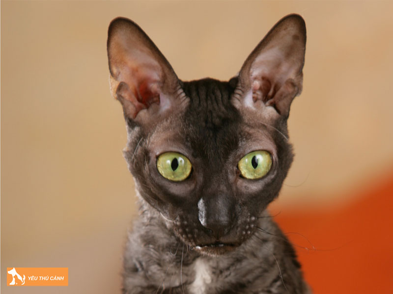 Cach-nuoi-meo-cornish-rex-chuan-tu-a-z-2-thucanh