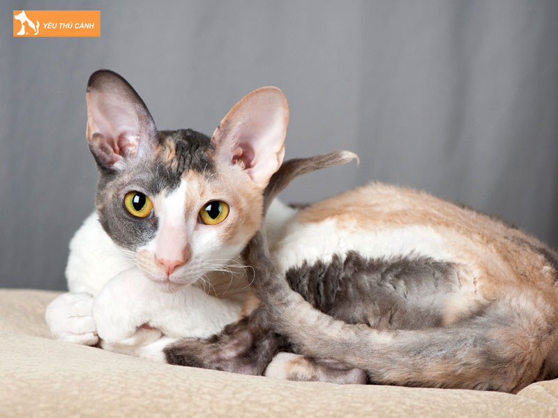 Cach-nuoi-meo-cornish-rex-chuan-tu-a-z-thucanh
