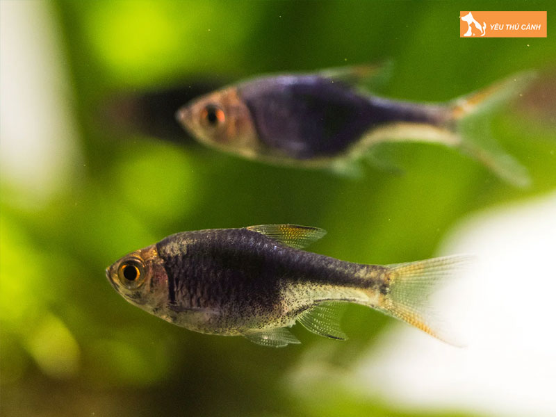 Cach-phan-biet-ca-tam-giac-tim-duc-va-cai-thucanh