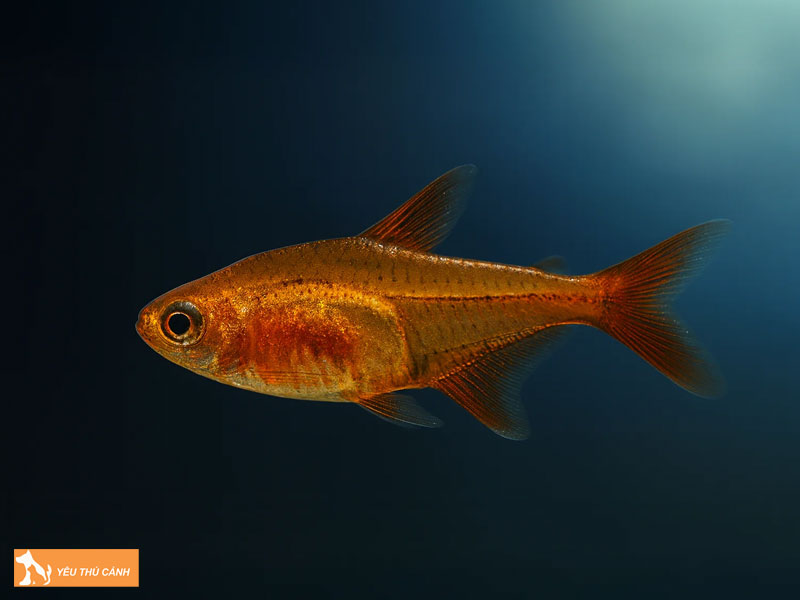 Che-do-an-phu-hop-cho-ca-ember-tetra-thucanh