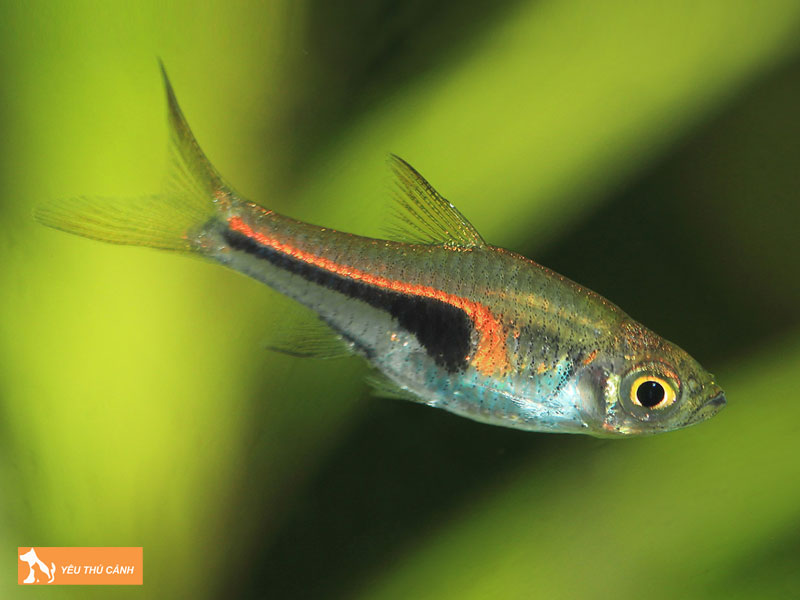 Che-do-dinh-duong-giup-ca-phat-trien-khoe-manh-thucanh