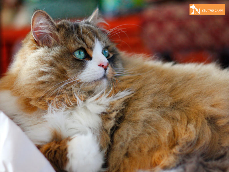 Co-nen-nuoi-meo-ragamuffin-khong-thucanh