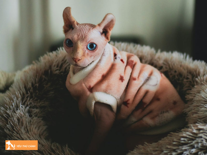 Dac-diem-ngoai-hinh-cua-meo-elf-thucanh