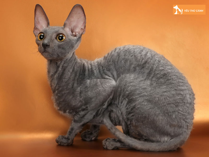 Dac-diem-ngoai-hinh-meo-cornish-rex-thucanh