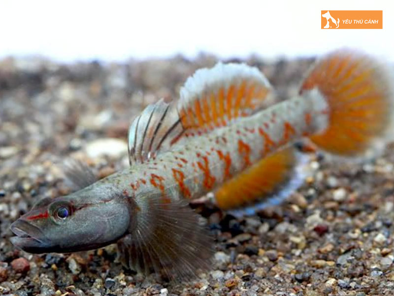 Dac-diem-noi-bat-cua-ca-bong-te-giac-thucanh