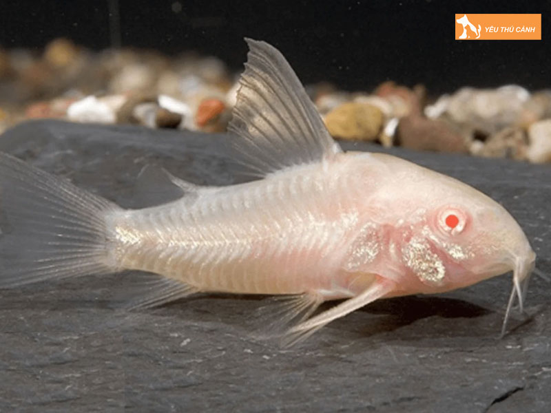 Dac-diem-noi-bat-cua-ca-chuot-trang-albino-thucanh