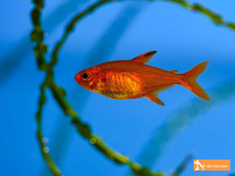 Dac-diem-noi-bat-cua-ca-ember-tetra-1-thucanh