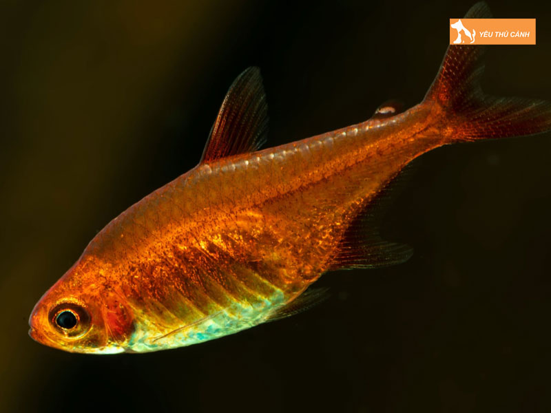Dac-diem-noi-bat-cua-ca-ember-tetra-thucanh