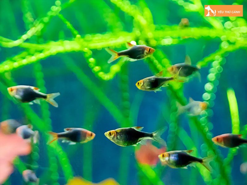 Dac-diem-noi-bat-cua-ca-tam-giac-tim-thucanh