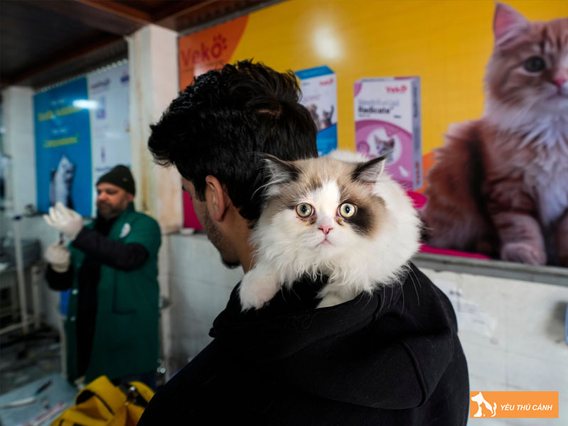 Dac-diem-noi-bat-cua-meo-kashmir-1-thucanh