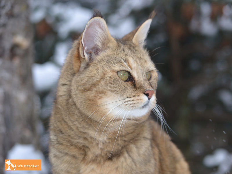 Dac-diem-noi-bat-cua-meo-kashmir-thucanh