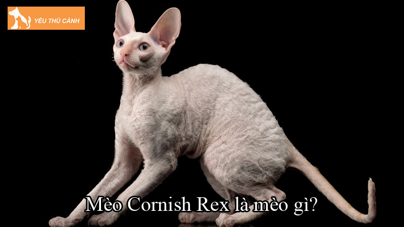 Mèo Cornish Rex là mèo gì? Cách nuôi mèo chuẩn từ A-Z