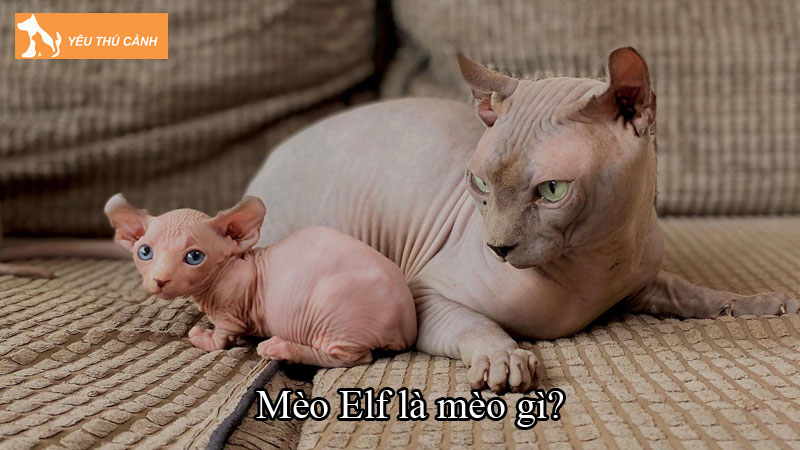Mèo Elf là mèo gì? Bí quyết nuôi mèo khỏe mạnh và thông minh