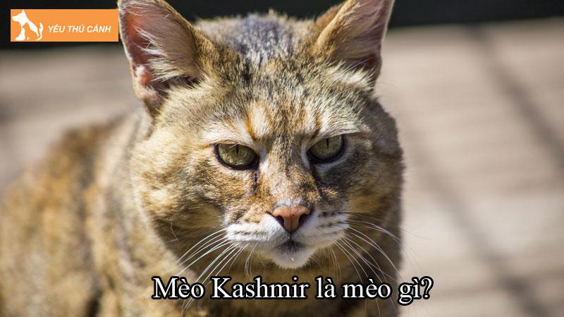 Mèo Kashmir là mèo gì? Cách nuôi mèo vui vẻ, phát triển tốt
