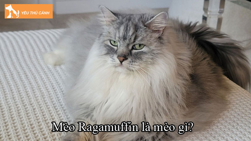 Mèo Ragamuffin là mèo gì? Cách nuôi mèo khoa học, khỏe mạnh