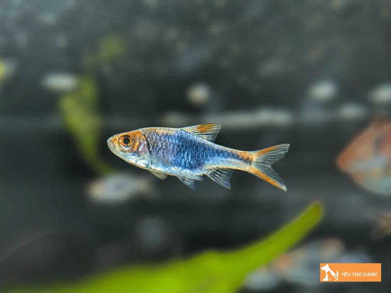 Moi-truong-song-ly-tuong-cho-ca-tam-giac-tim-thucanh