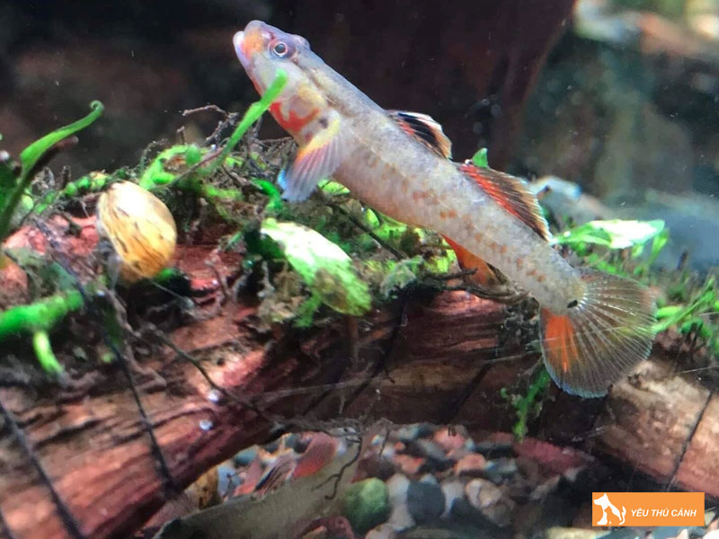 Moi-truong-song-ly-tuong-cua-ca-bong-te-giac-thucanh