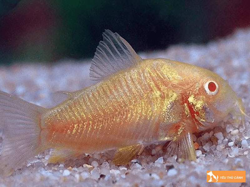 Moi-truong-song-ly-tuong-de-ca-phat-trien-tot-thucanh