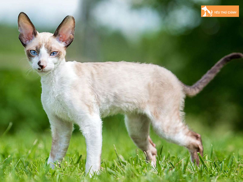Nguon-goc-cua-meo-cornish-rex-thucanh