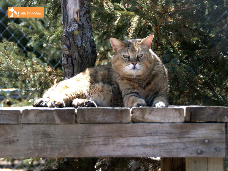 Nguon-goc-cua-meo-kashmir-thucanh