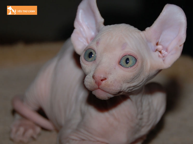 Nguon-goc-va-lich-su-meo-elf-thucanh