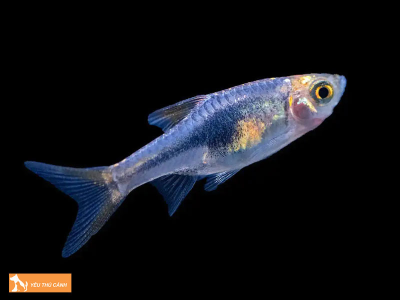 Nhung-luu-y-khi-tha-ca-tam-giac-tim-thucanh