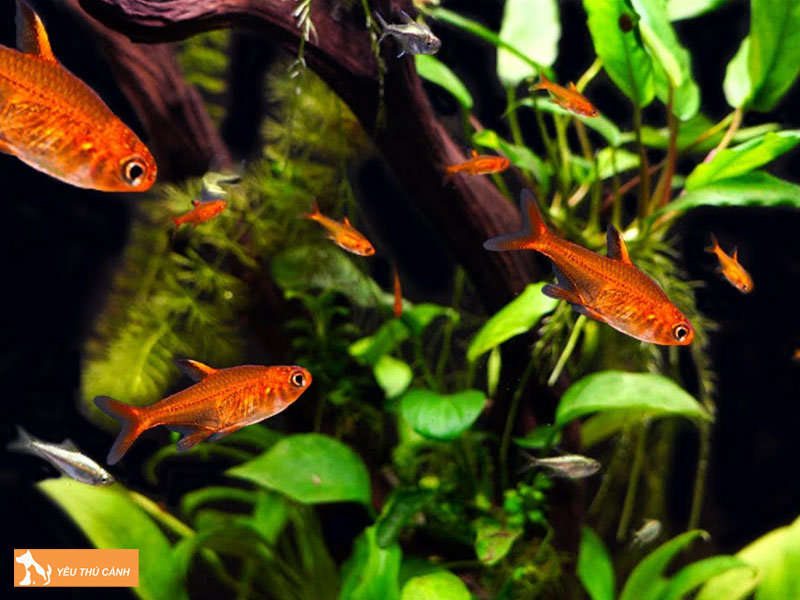 Sinh-san-cua-ca-ember-tetra-thucanh