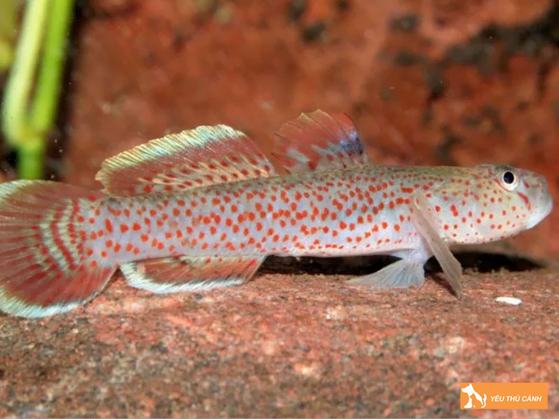 Thiet-ke-be-nuoi-ca-bong-te-giac-thucanh