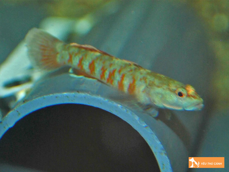 Thong-so-nuoc-phu-hop-khi-nuoi-ca-bong-te-giac-thucanh