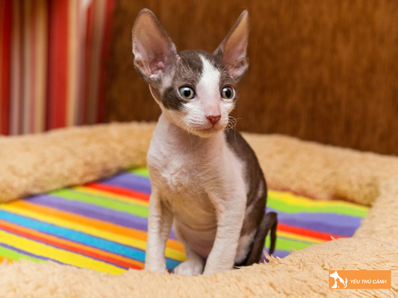 Tinh-cach-meo-cornish-rex-thucanh