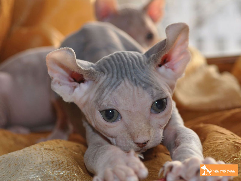 Tinh-cach-noi-bat-cua-meo-elf-thucanh