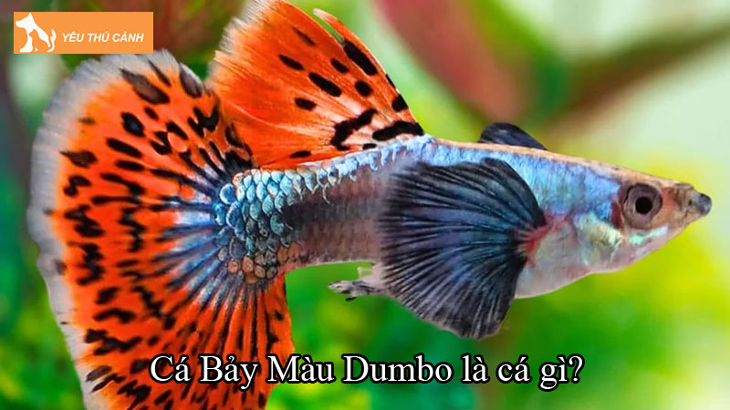 Cá Bảy Màu Dumbo là cá gì? Cách nuôi cá khỏe, lên màu đẹp