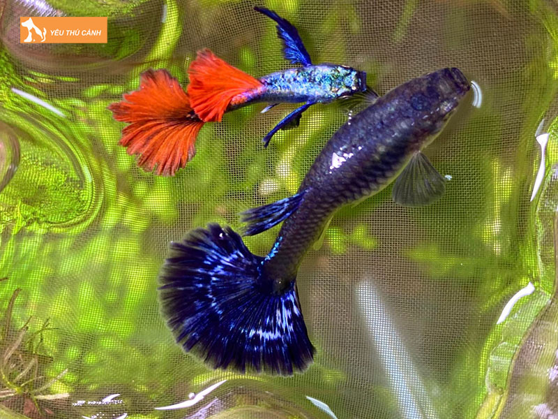 Ca-bay-mau-dumbo-la-gi-1-thucanh