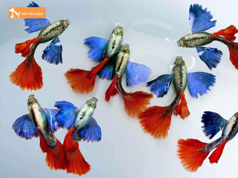 Ca-bay-mau-dumbo-la-gi-thucanh