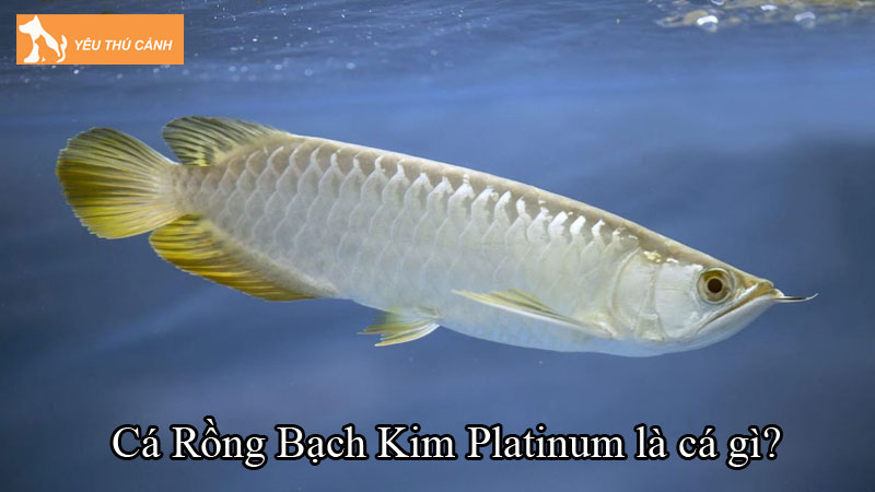 Cá Rồng Bạch Kim Platinum là cá gì? Những điều thú vị về cá này