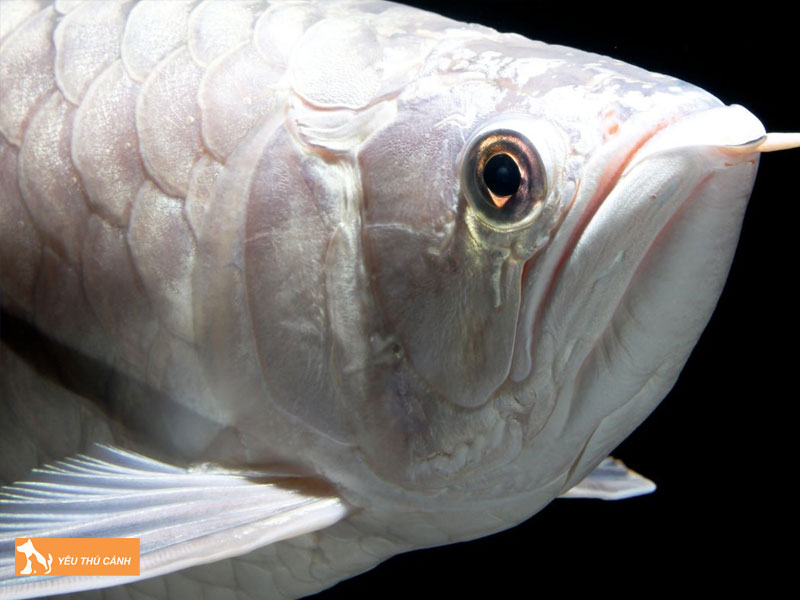 Cac-dong-ca-rong-bach-kim-pho-bien-thucanh