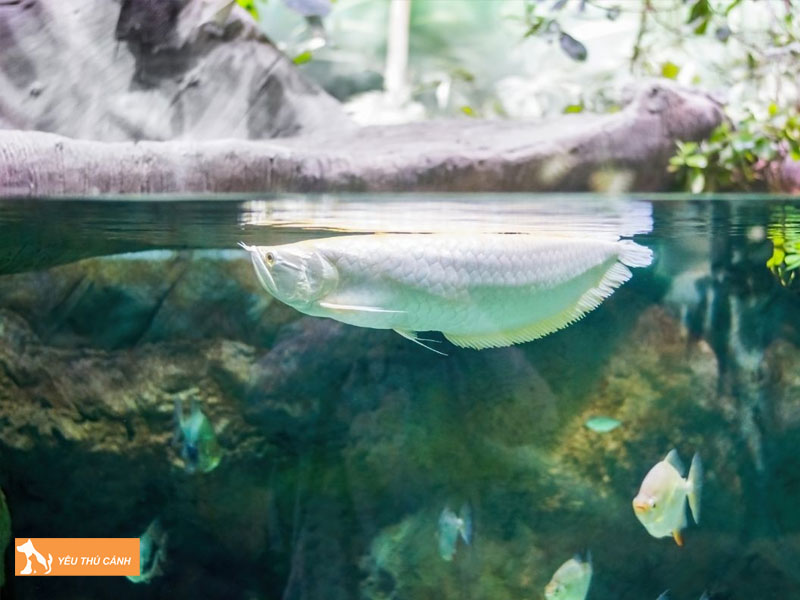 Cach-cham-soc-ca-rong-bach-kim-platinum-thucanh