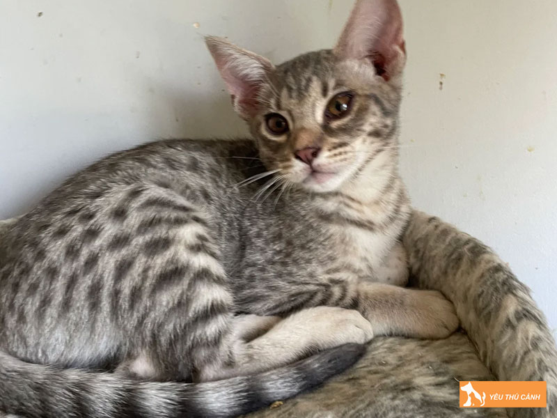 Cach-cham-soc-meo-cheetoh-thucanh