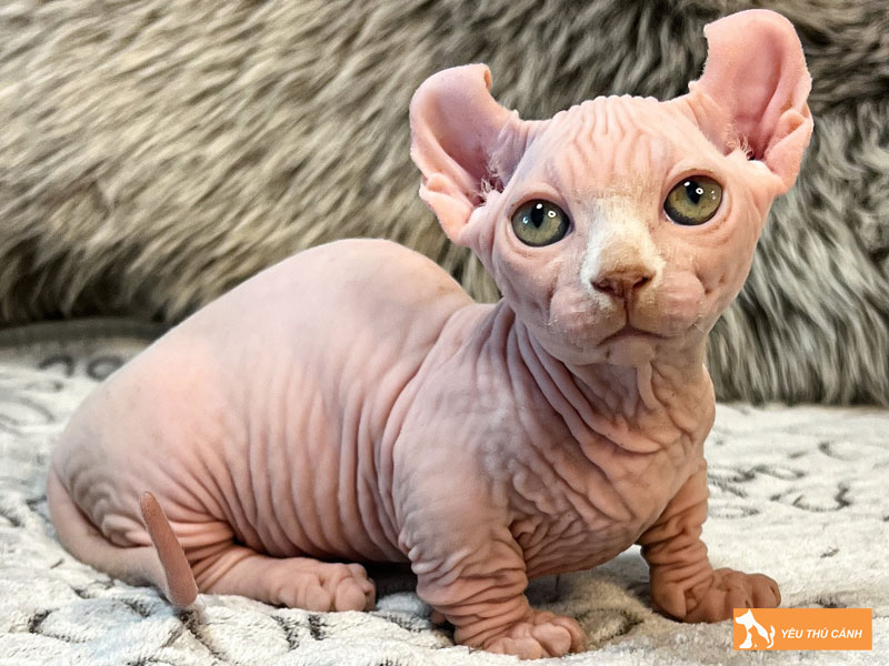 Cach-cham-soc-meo-dwelf-thucanh