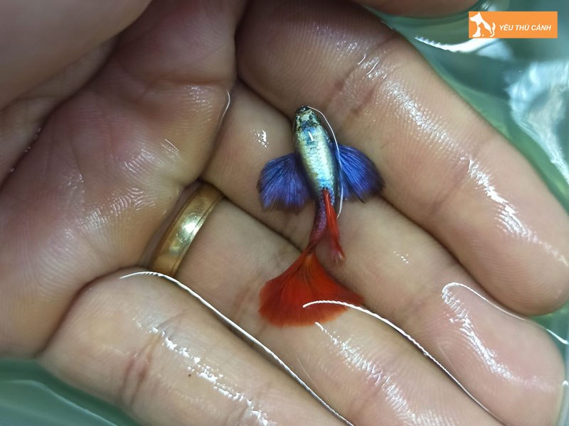 Cach-nuoi-ca-dumbo-chi-tiet-1-thucanh