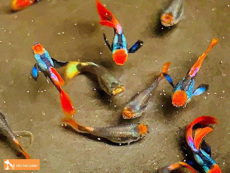 Cach-nuoi-ca-dumbo-chi-tiet-5-thucanh